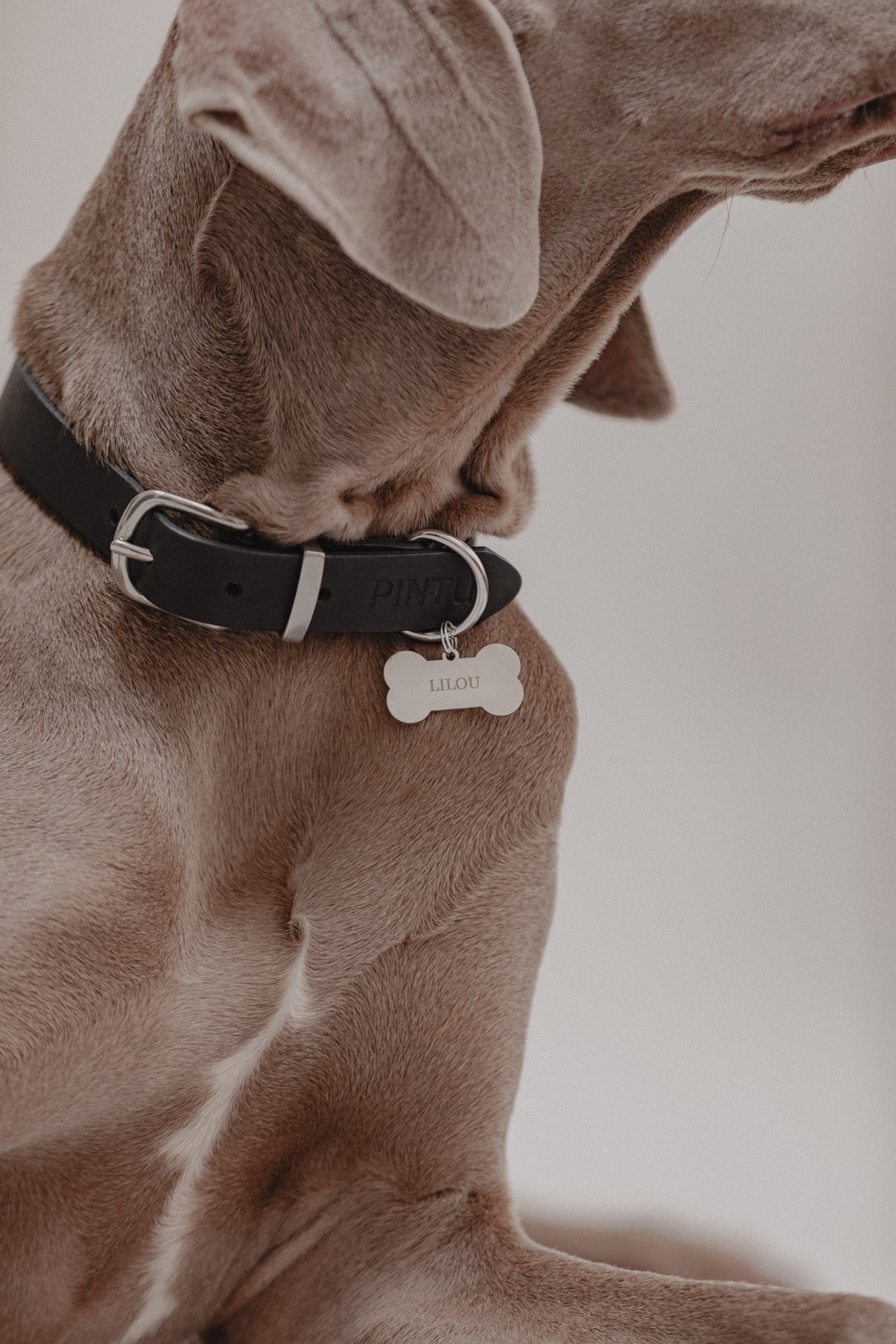 Dog Tag Single Bone with Serif in Silver