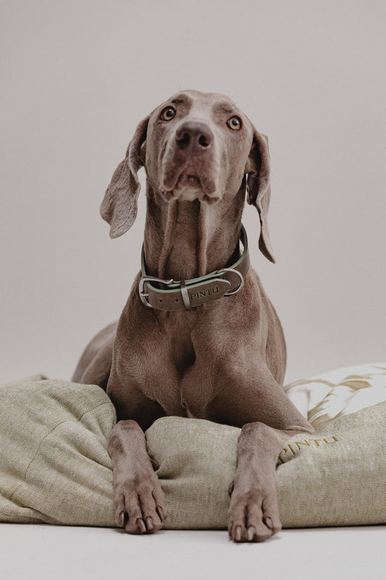 Dulce Sueños Bed Pistachio Mood