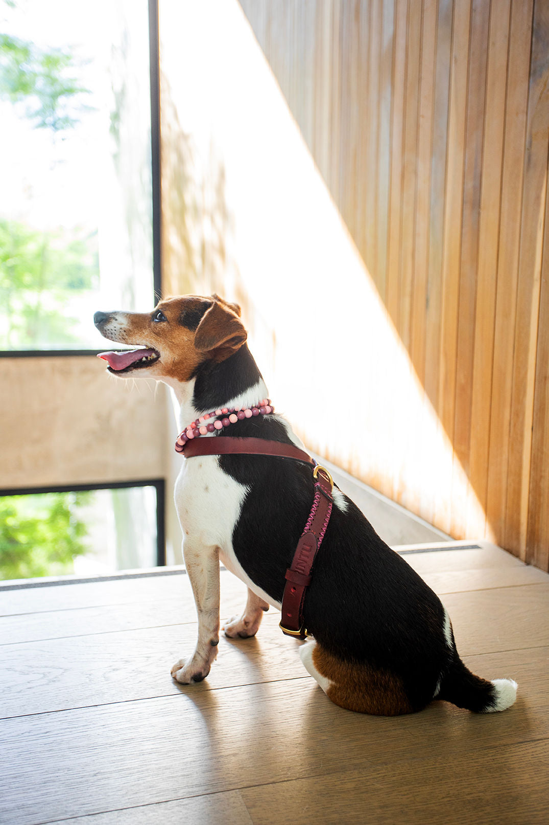 FLYNN_HARNESS_-_CHERRY_PINK_-_LIFESTYLE_1