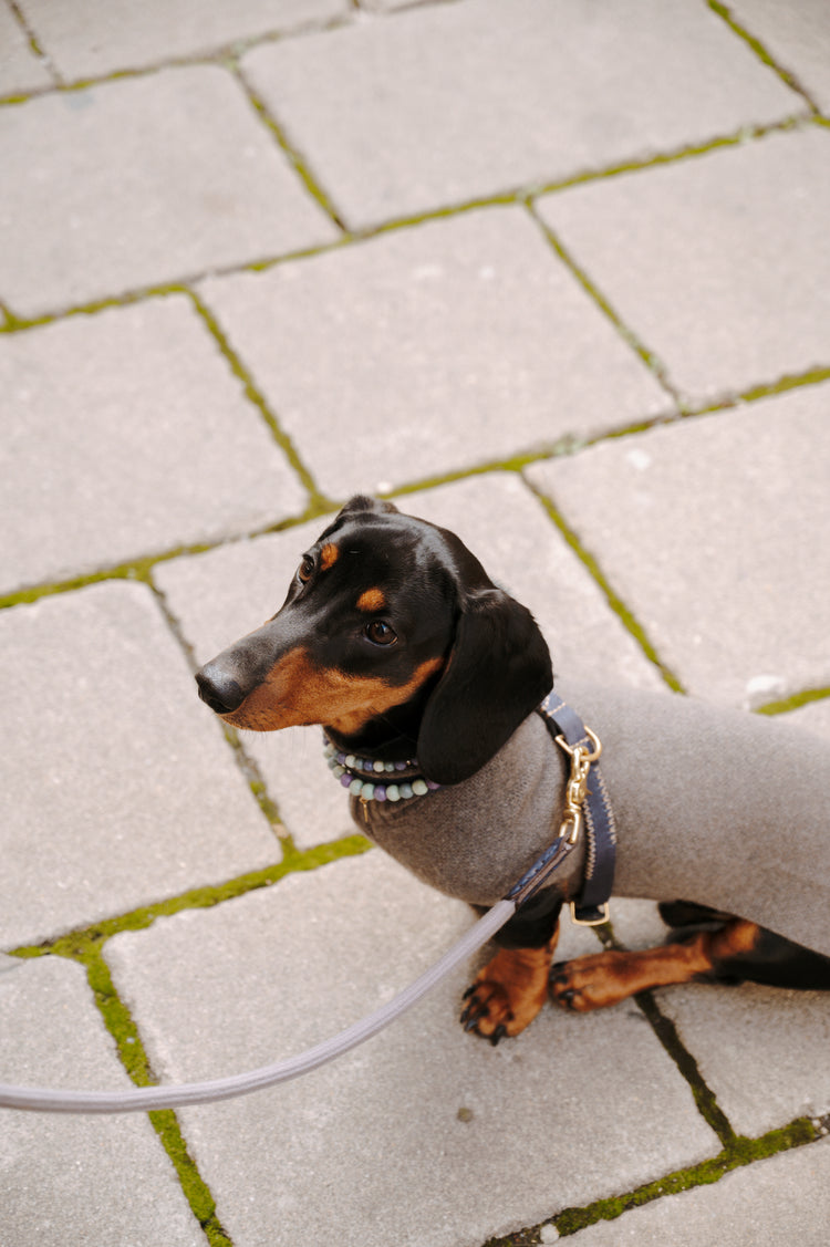 FLYNN_HARNESS_-_NAVY_BEIGE_-_LIFESTYLE_2
