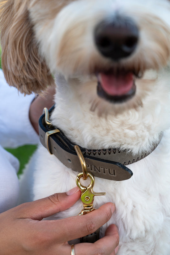 Dog Collar Porthos - Grey