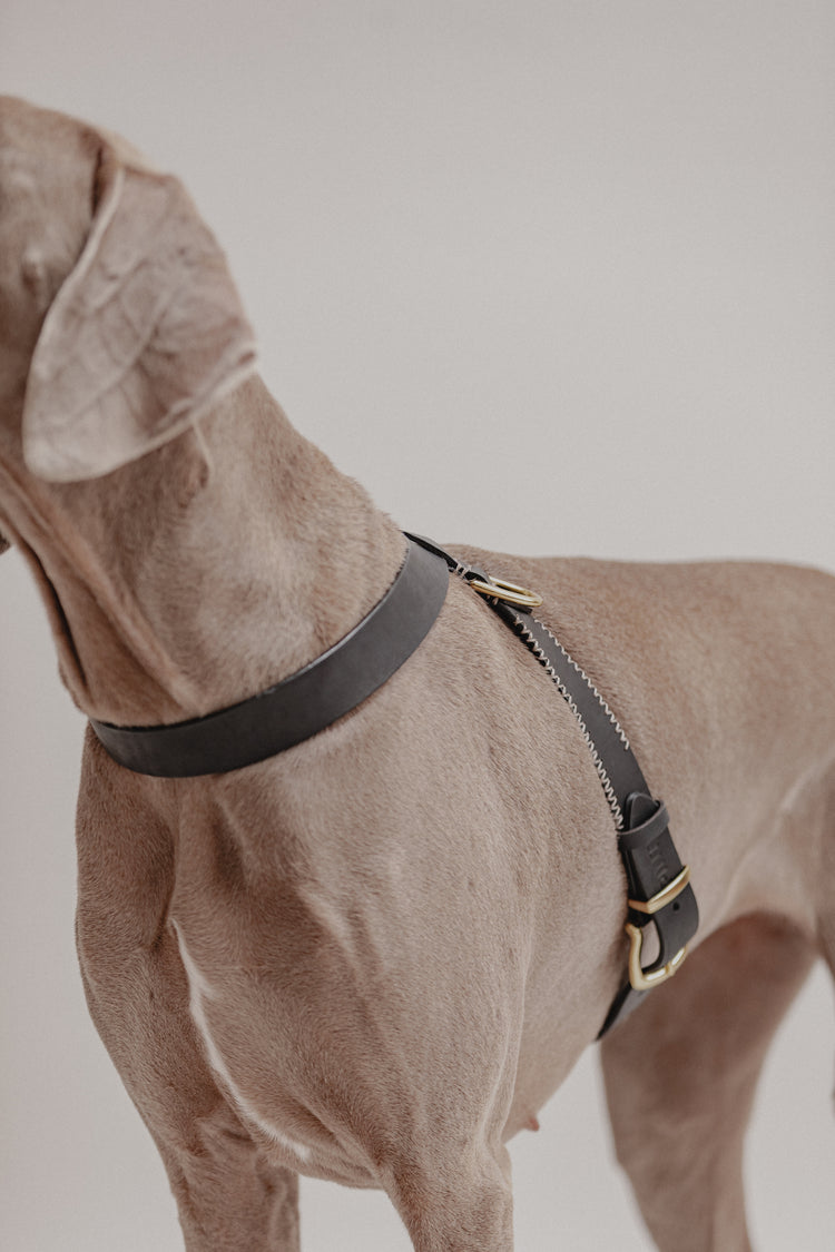 Pintu Dog Harness Flynn - Black/Taupe