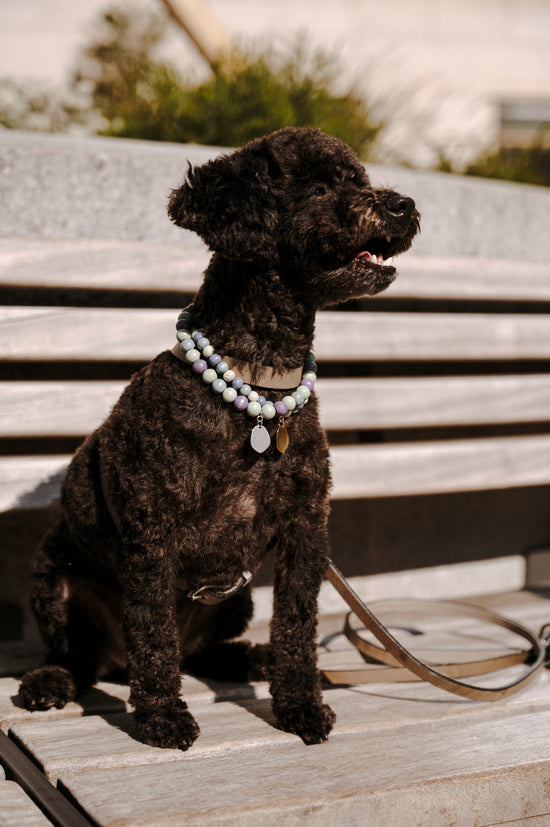 Kleine Hundeketten