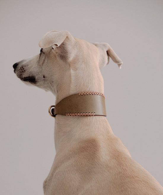 Pintu - Viento Dog Collar - Olive/Coral