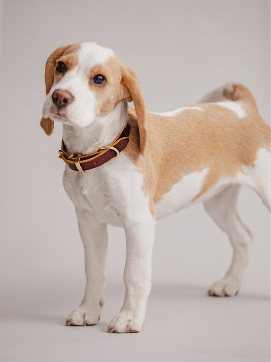 Pintu Dog Collar Monte - Cherry/Gold - Brass