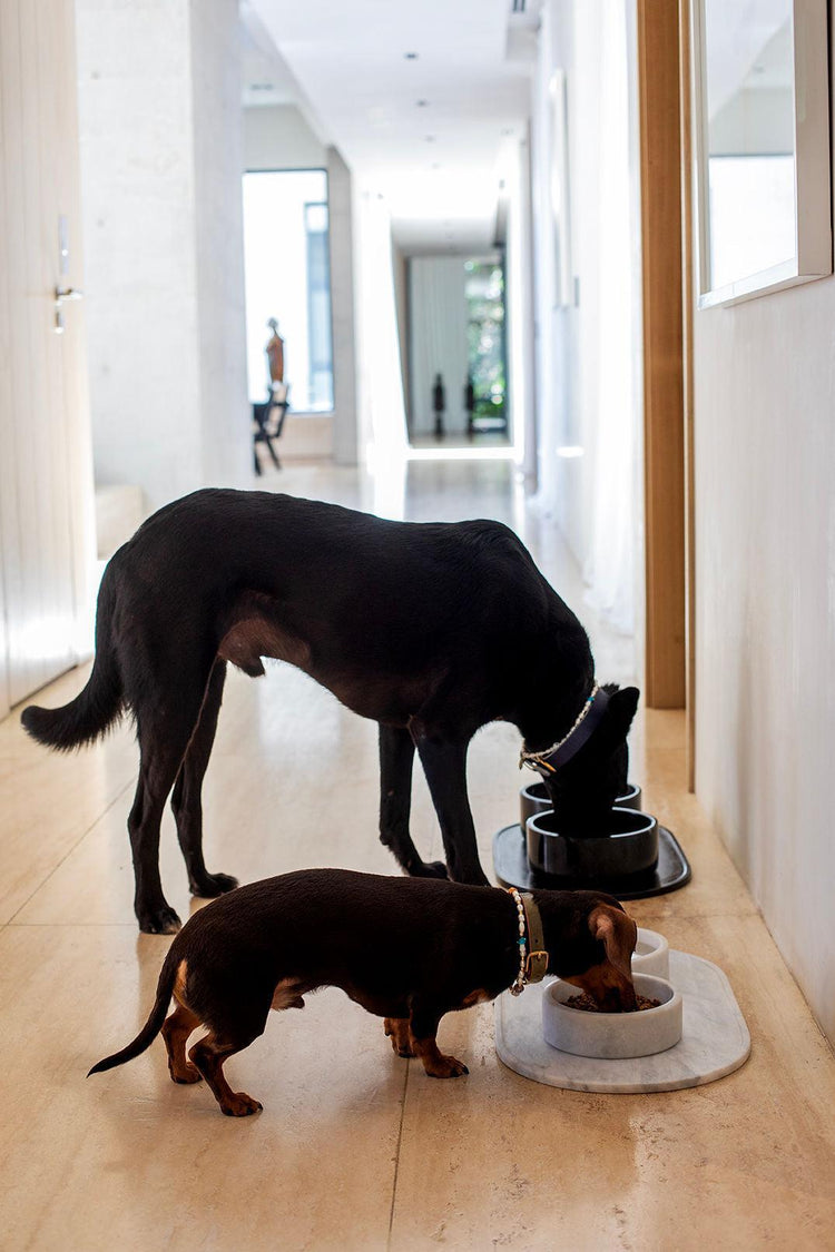 Dog Bowl - Pintu