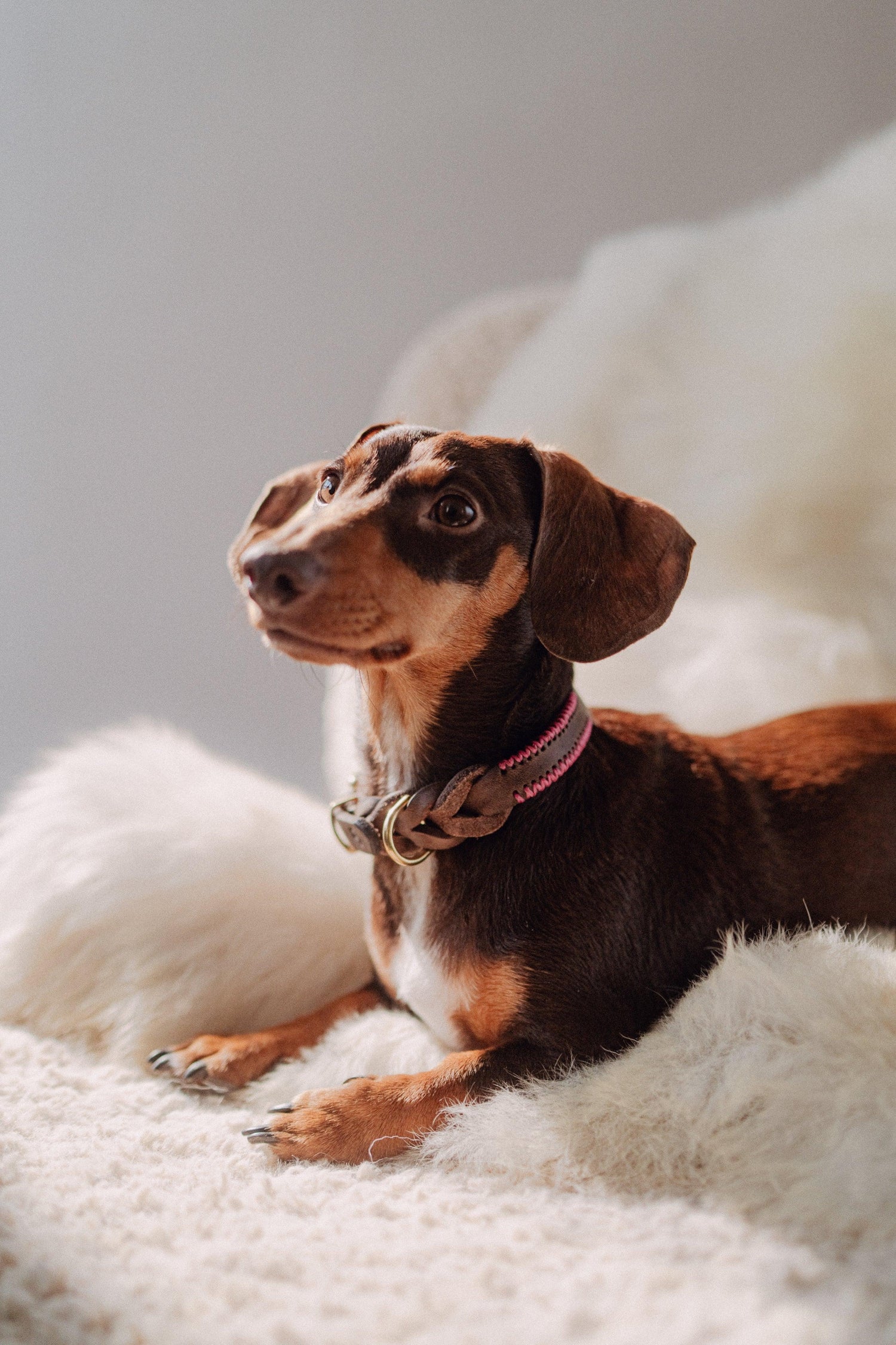 Dog Collar Atlas - Chocolate/Pink - Pintu