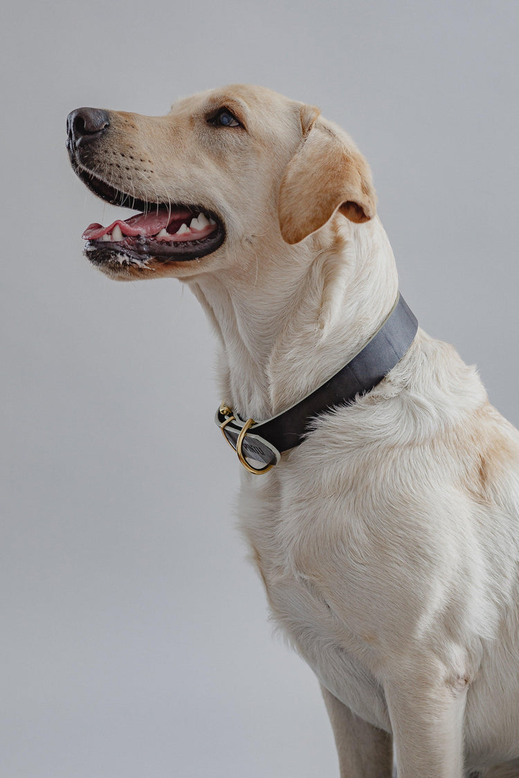 Dog Collar Monte - Chocolate - Pintu