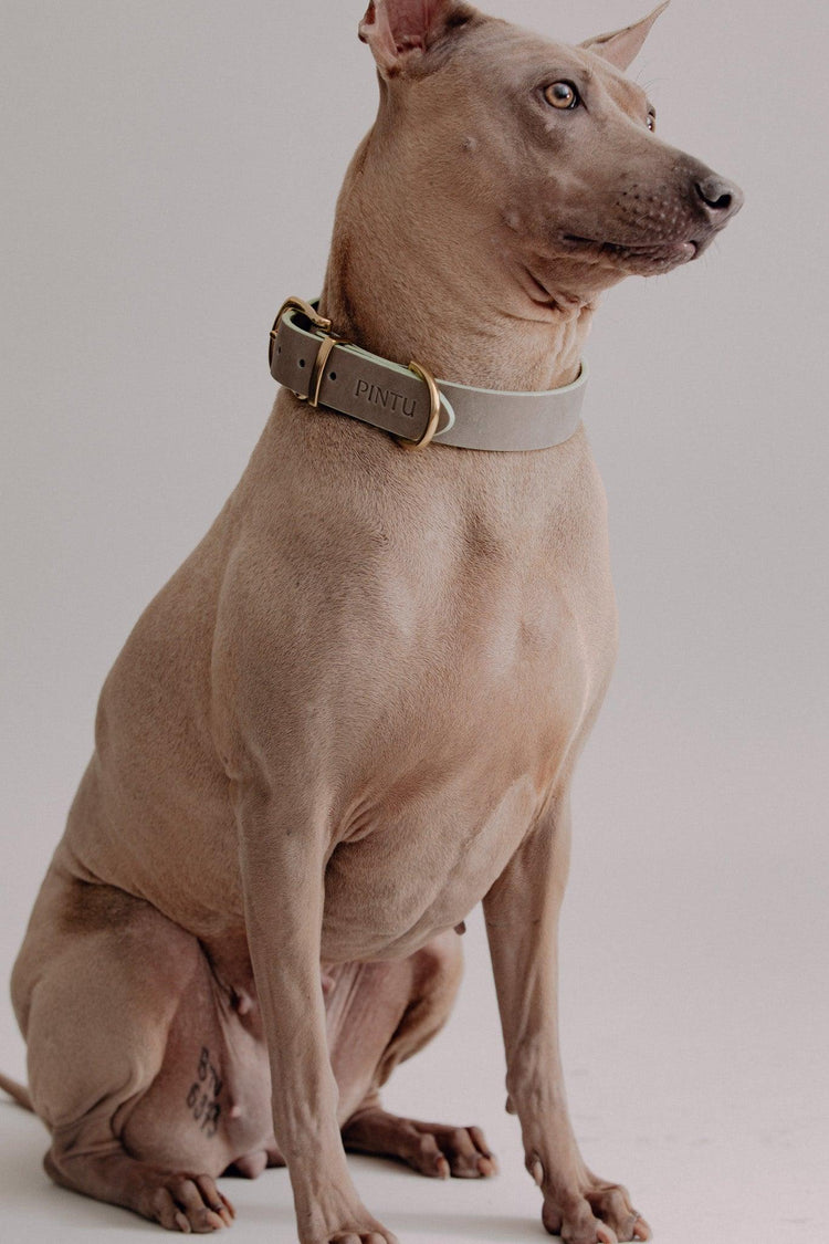 Dog Collar Monte - Grey - Pintu