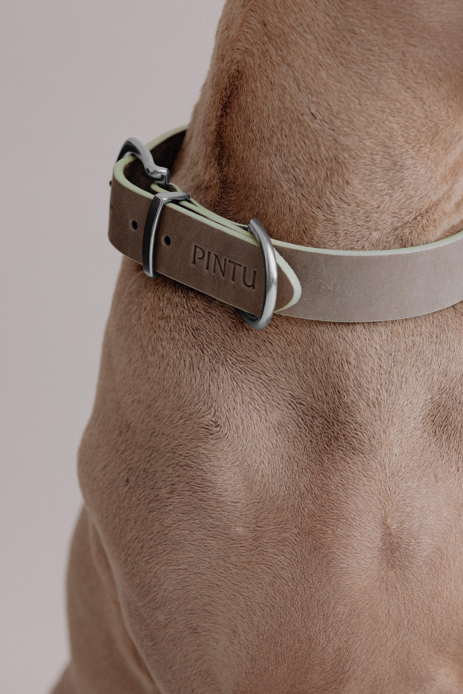 Dog Collar Monte - Grey/Sage Green - Pintu