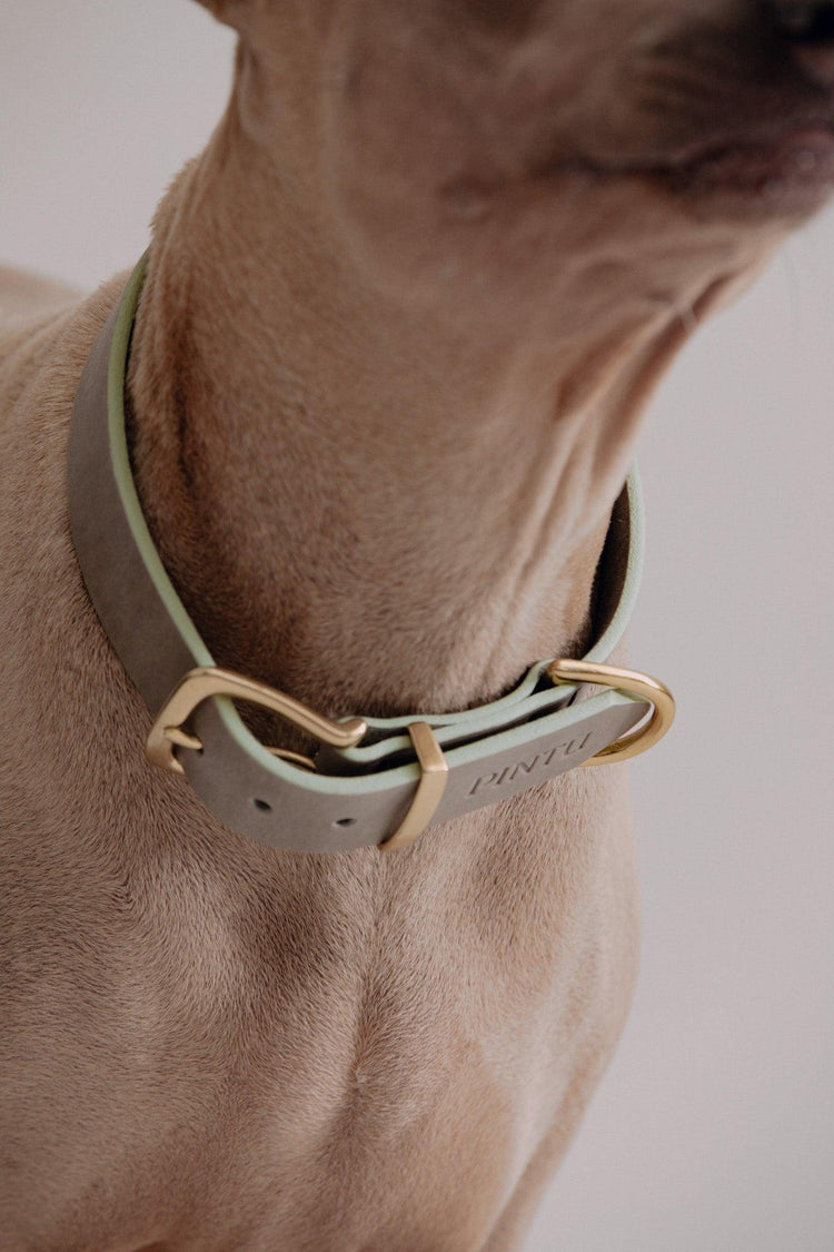 Dog Collar Monte - Grey - Pintu