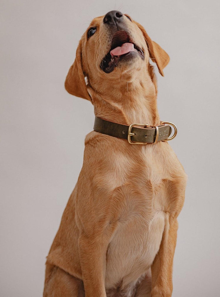 Dog Collar Monte - Olive - Pintu