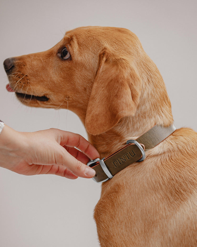 Dog Collar Monte - Olive/Dusty Orange - Pintu