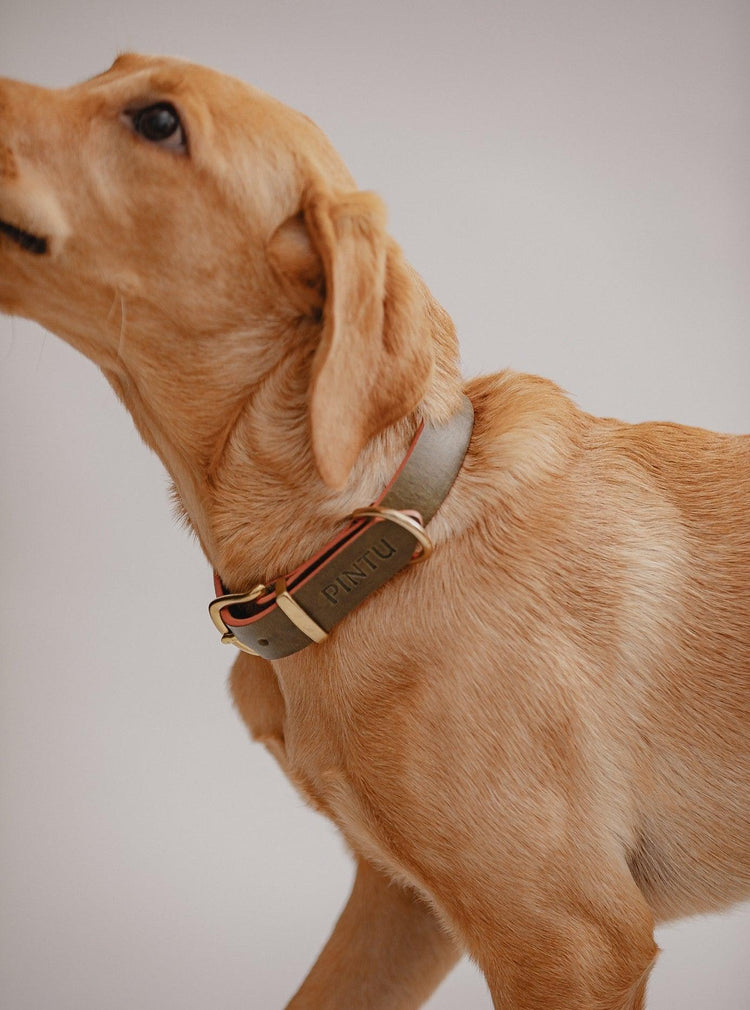 Dog Collar Monte - Olive/Dusty Orange - Pintu