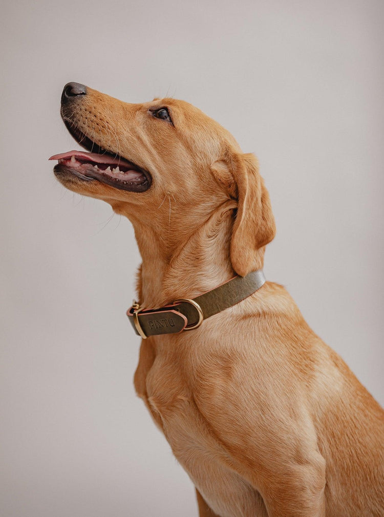 Dog Collar Monte - Olive/Dusty Orange - Pintu