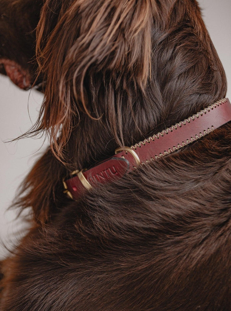 Dog Collar Porthos - Cherry/Gold - Pintu