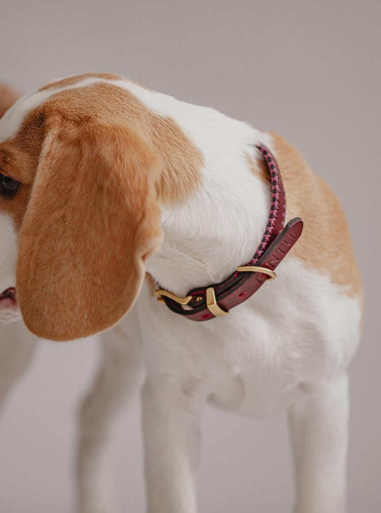 Dog Collar Porthos - Cherry/Pink - Pintu