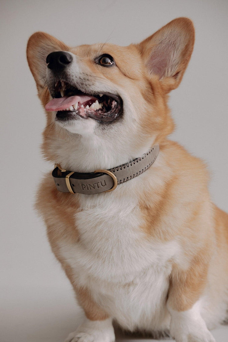 Dog Collar Porthos - Grey/Brown - Pintu