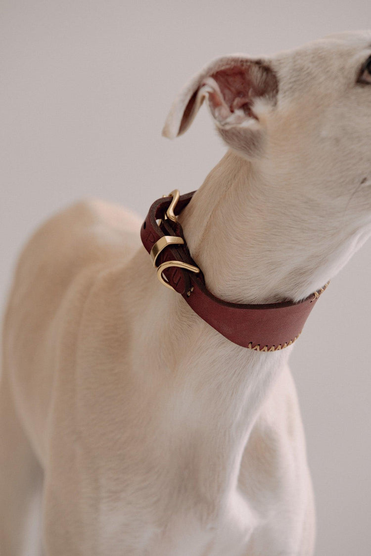 Dog Collar Viento - Cherry/Gold - Brass - Pintu