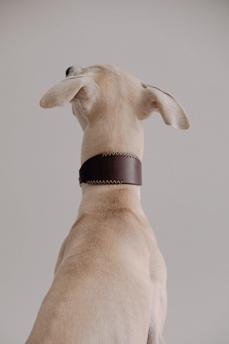 Dog Collar Viento - Chocolate/Grey - Pintu