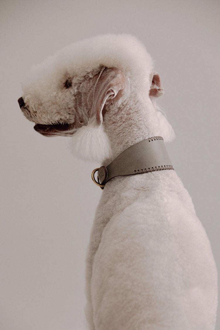Dog Collar Viento - Grey/Brown - Pintu