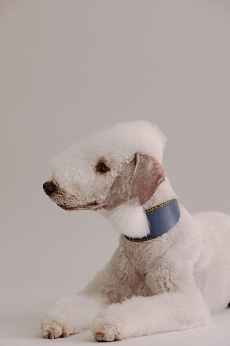 Dog Collar Viento - Navy - Pintu