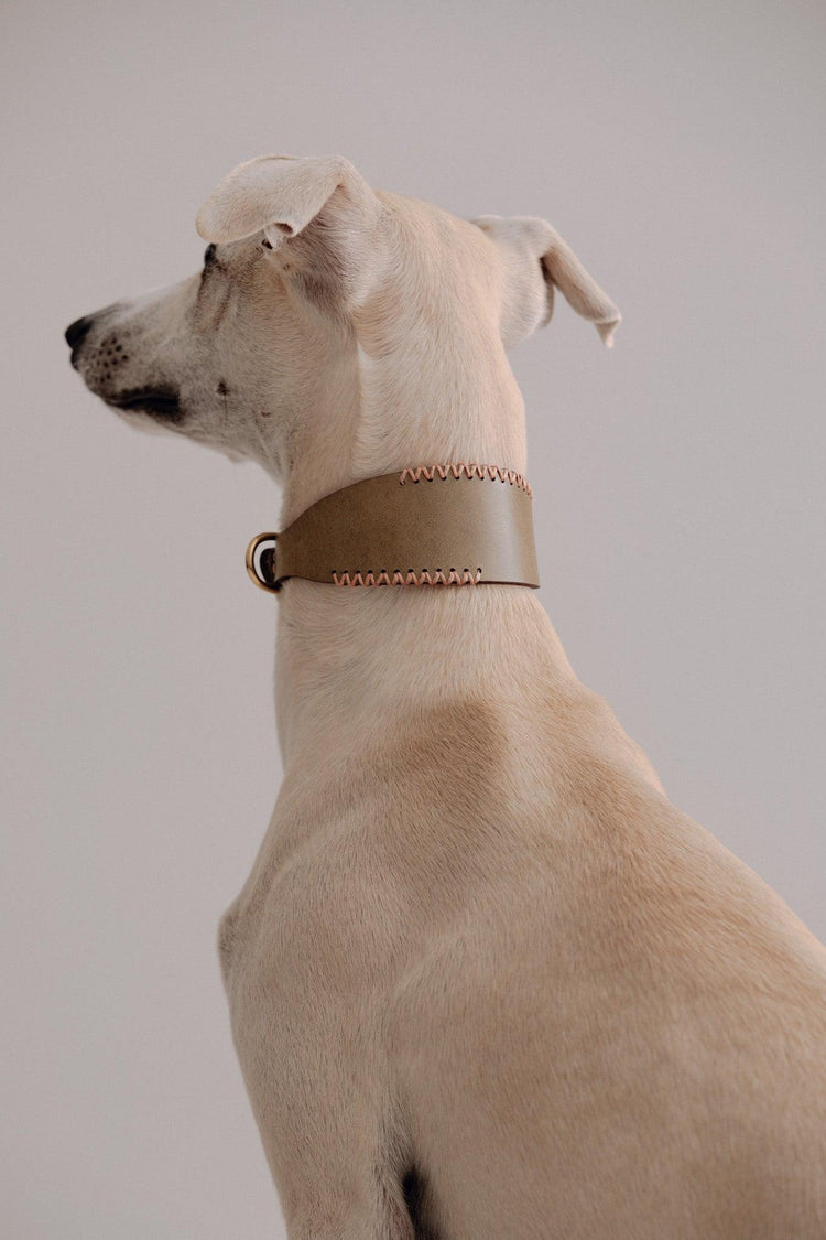 Dog Collar Viento - Olive/Coral - Pintu