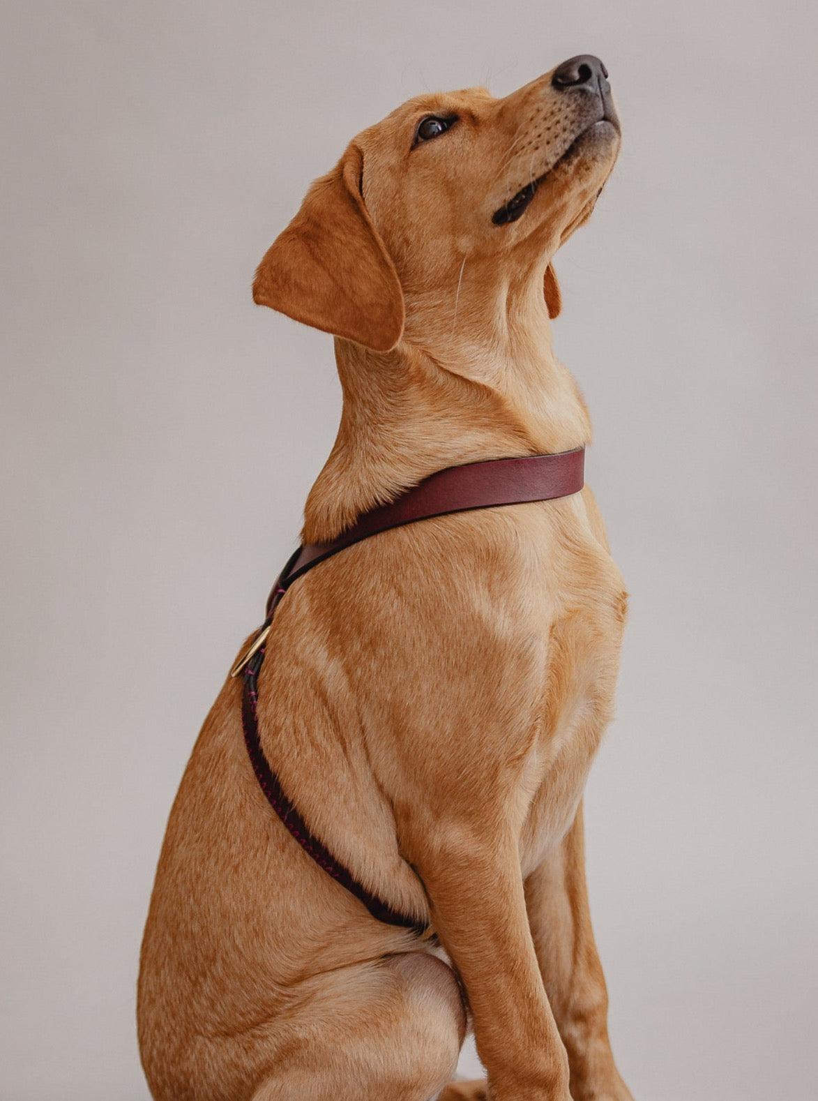 Dog Harness Flynn - Cherry - Pintu