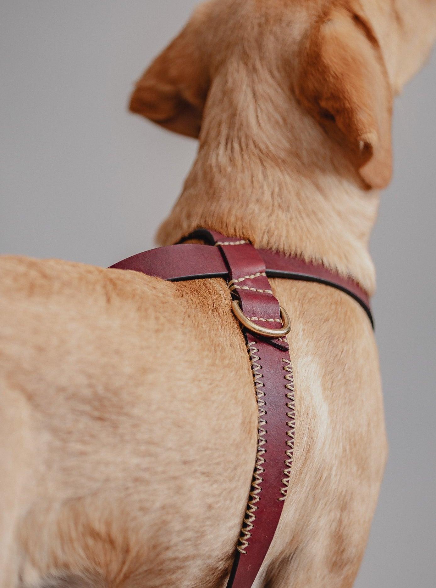 Dog Harness Flynn - Cherry/Gold - Pintu