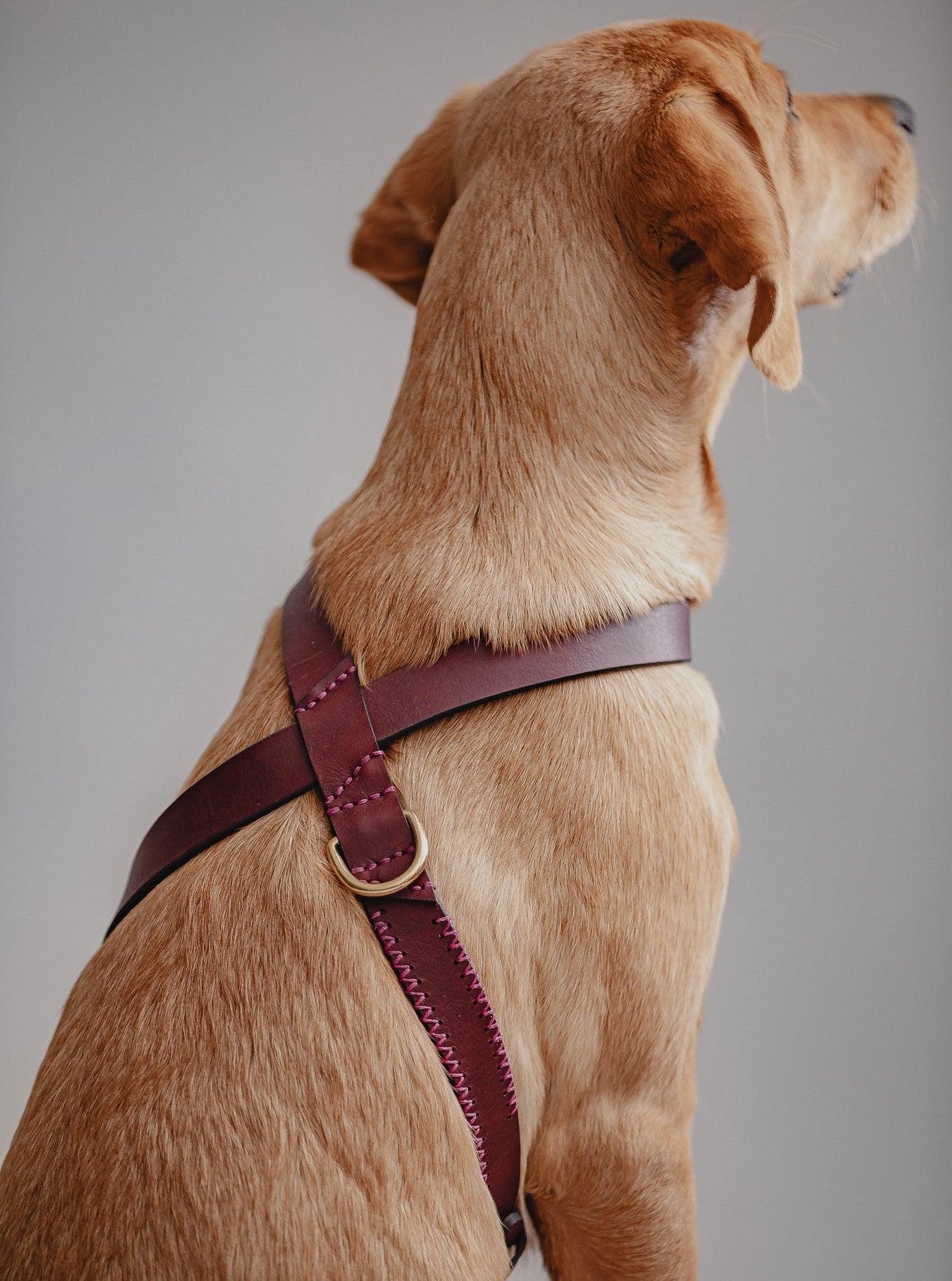 Dog Harness Flynn - Cherry/Pink - Pintu