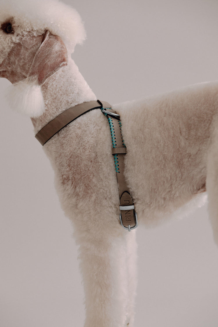 Dog Harness Flynn - Grey/Turquoise - Pintu