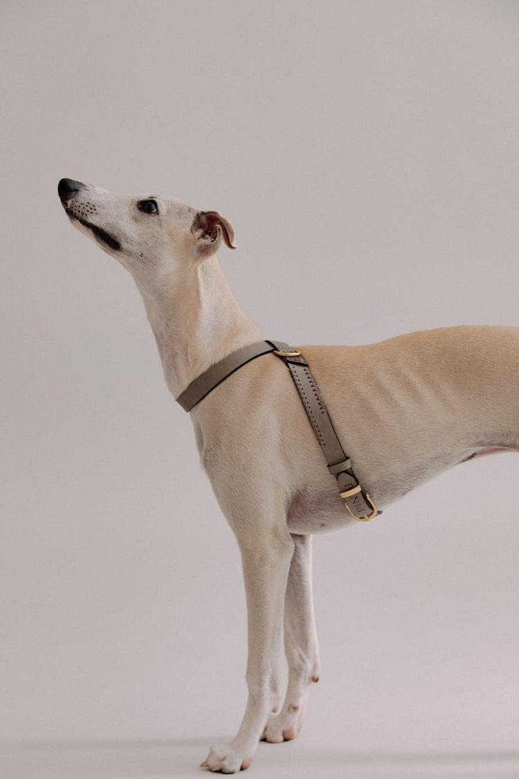 Dog Harness Flynn - Grey/Brown - Pintu