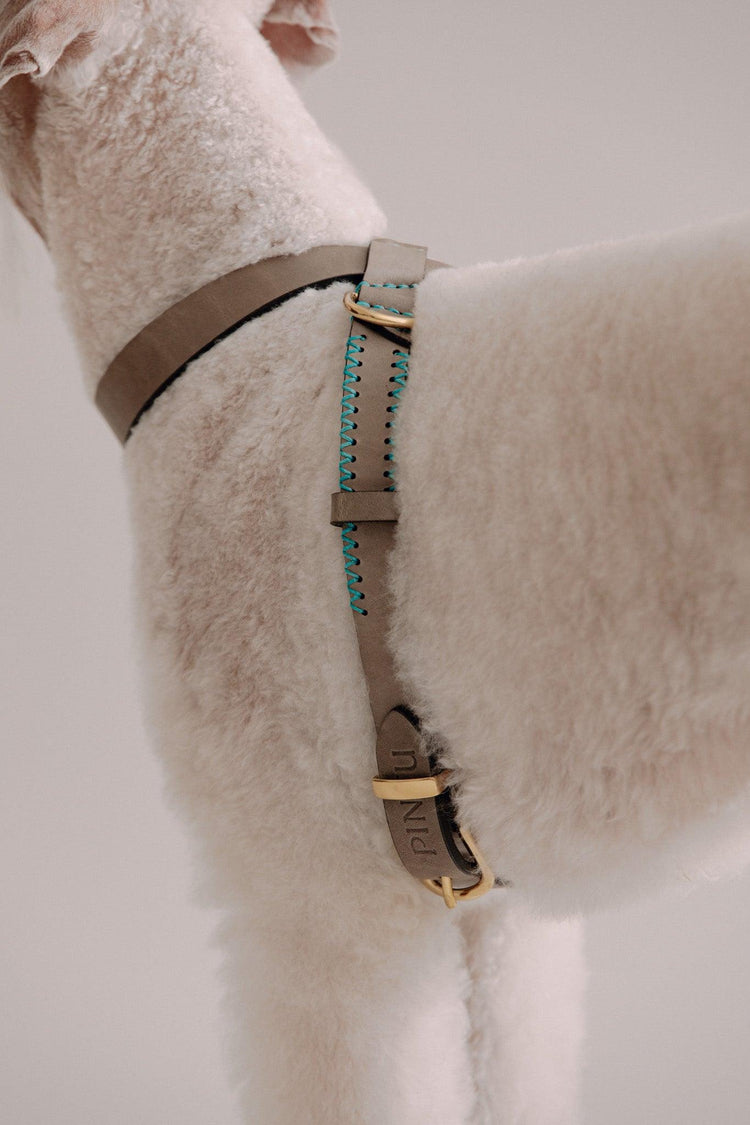 Dog Harness Flynn - Grey/Turquoise - Pintu