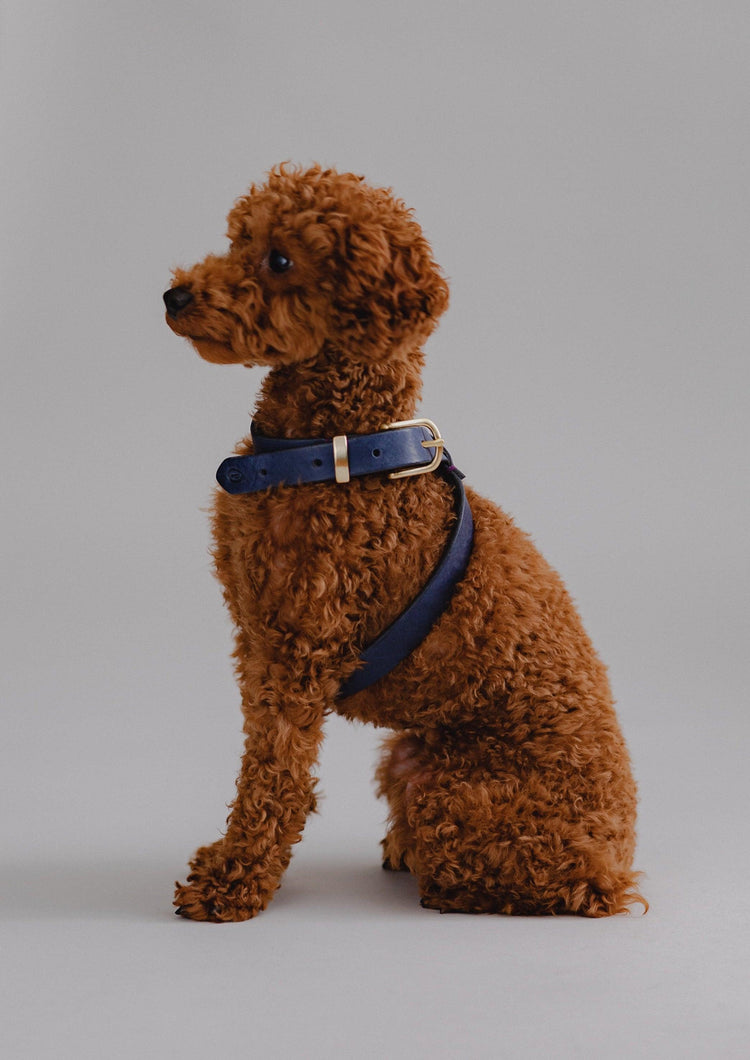 Dog Harness Flynn - Navy - Pintu