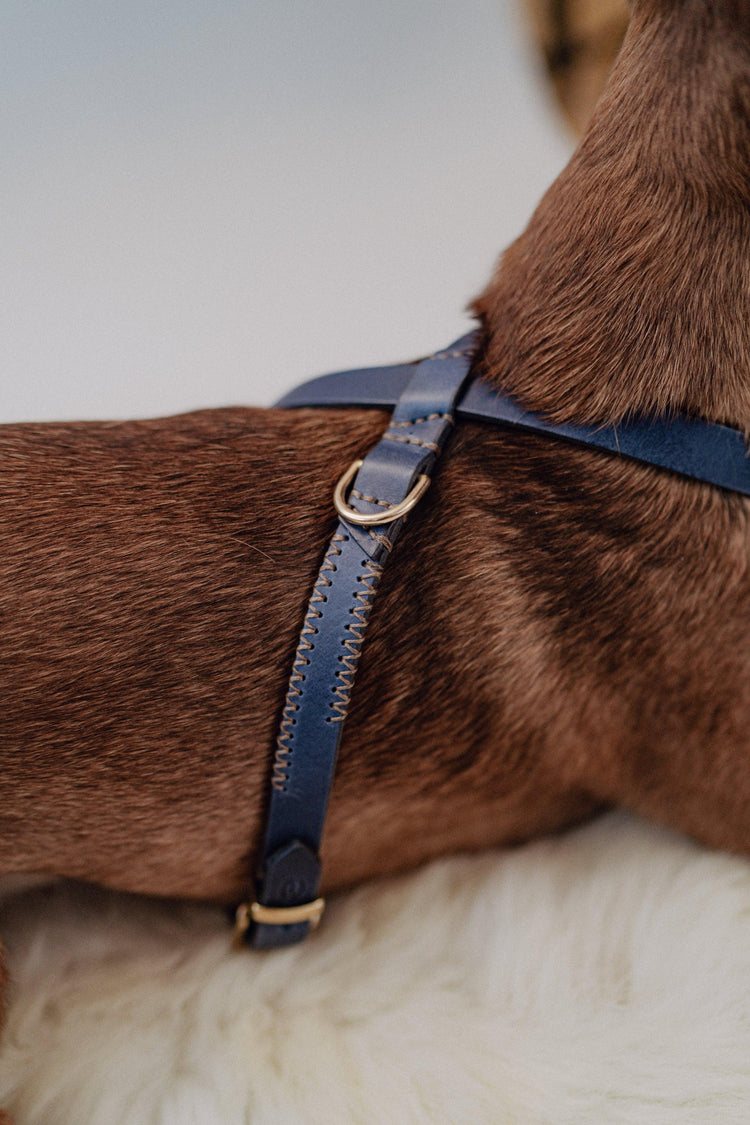 Dog Harness Flynn - Navy/Beige - Pintu