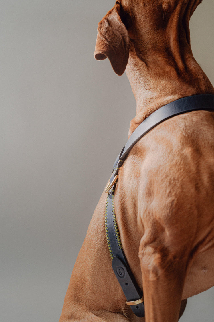 Dog Harness Flynn - Navy/Green - Pintu