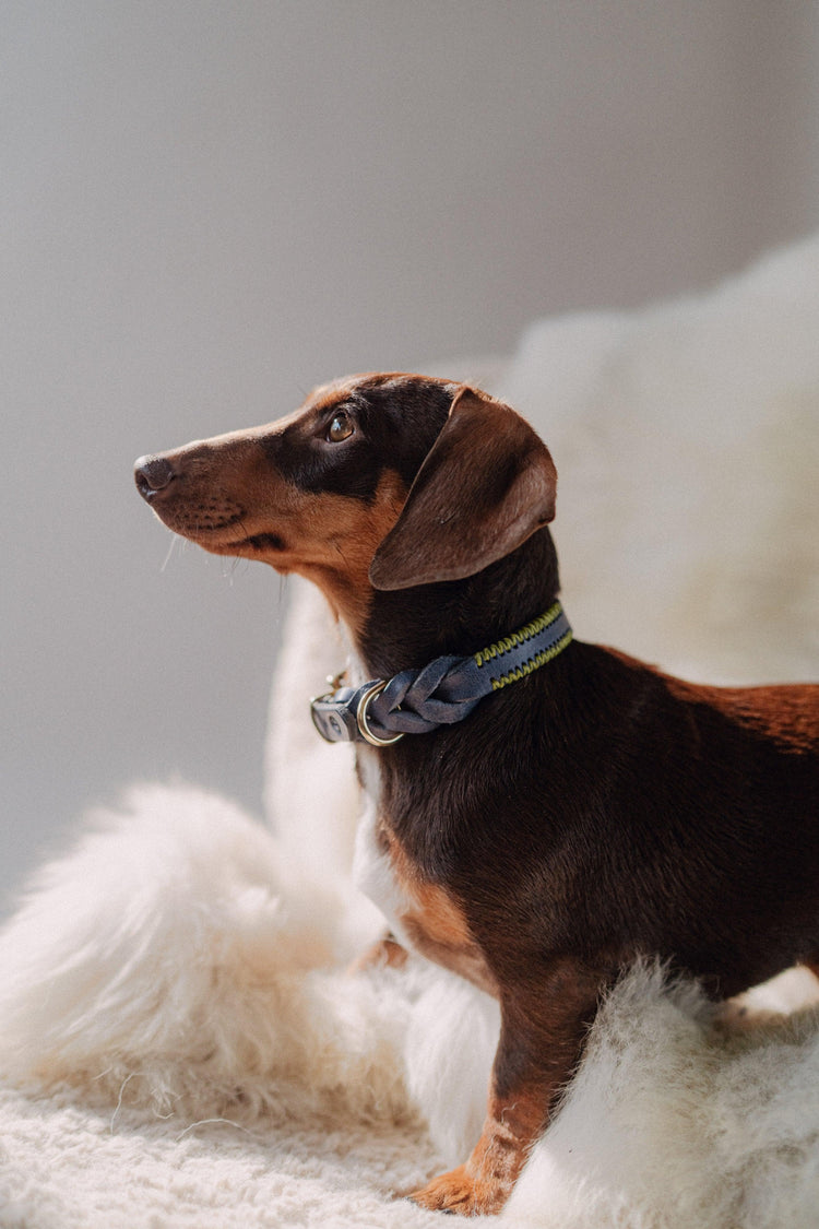 Dog Collar Atlas - Navy - Pintu