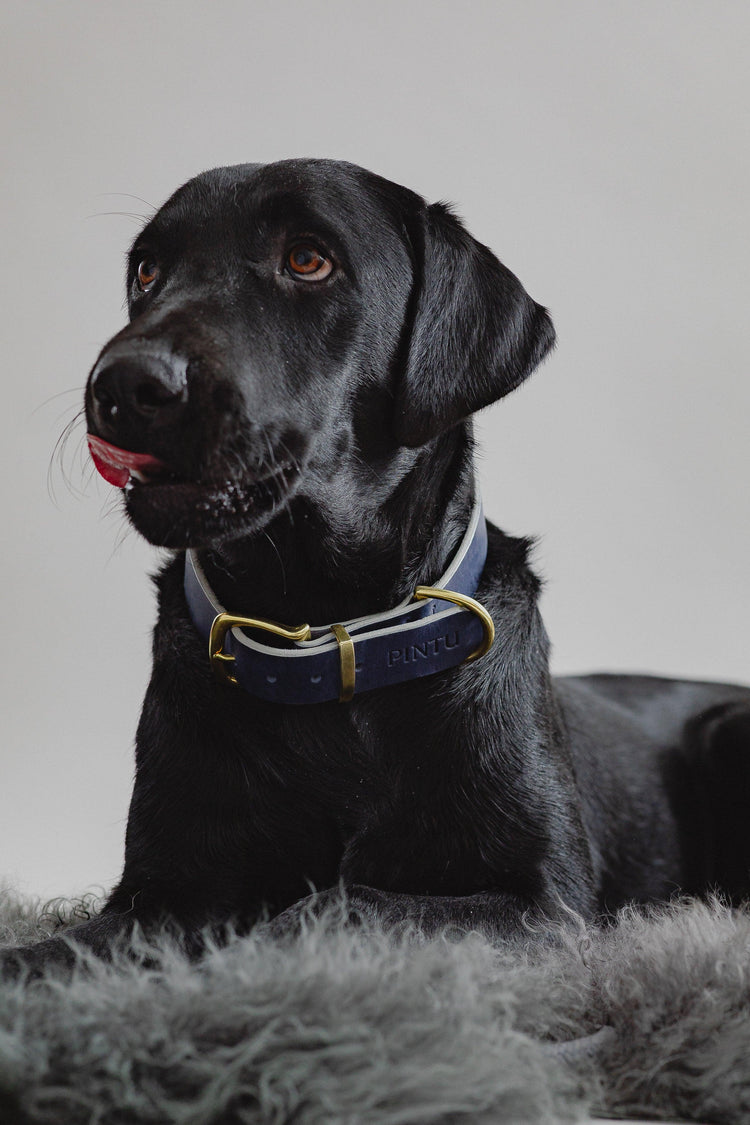 Dog Collar Monte - Navy/Beige - Pintu
