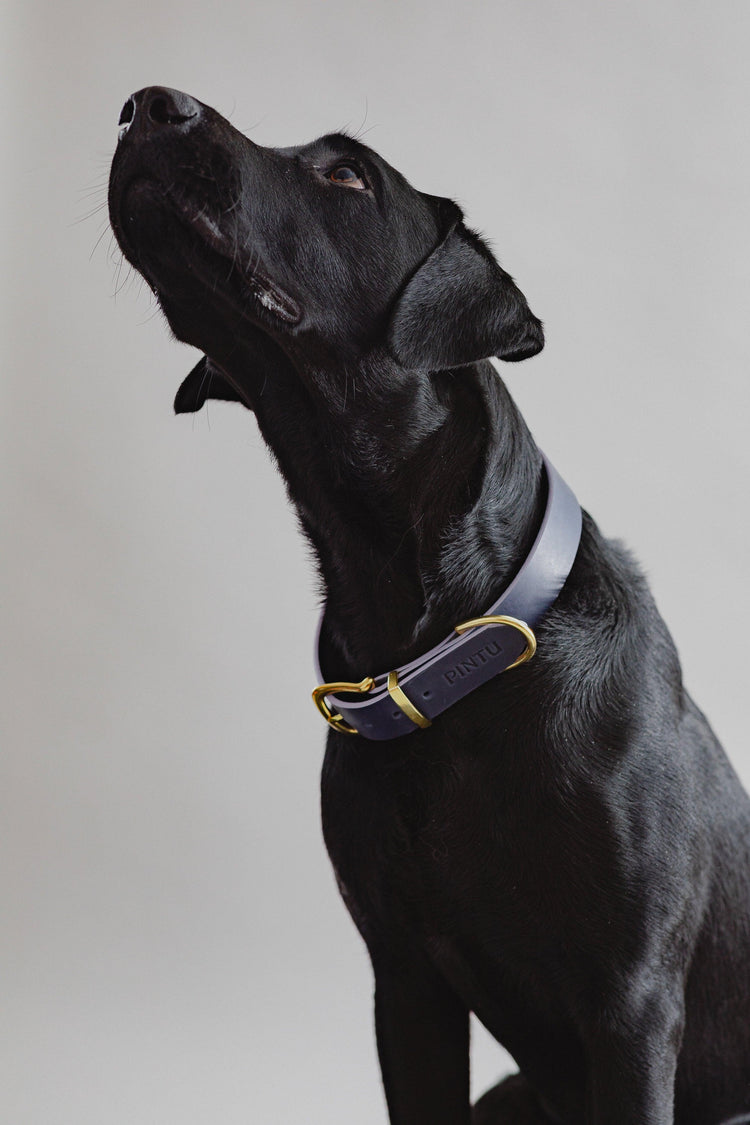 Dog Collar Monte - Navy/Lavender - Pintu