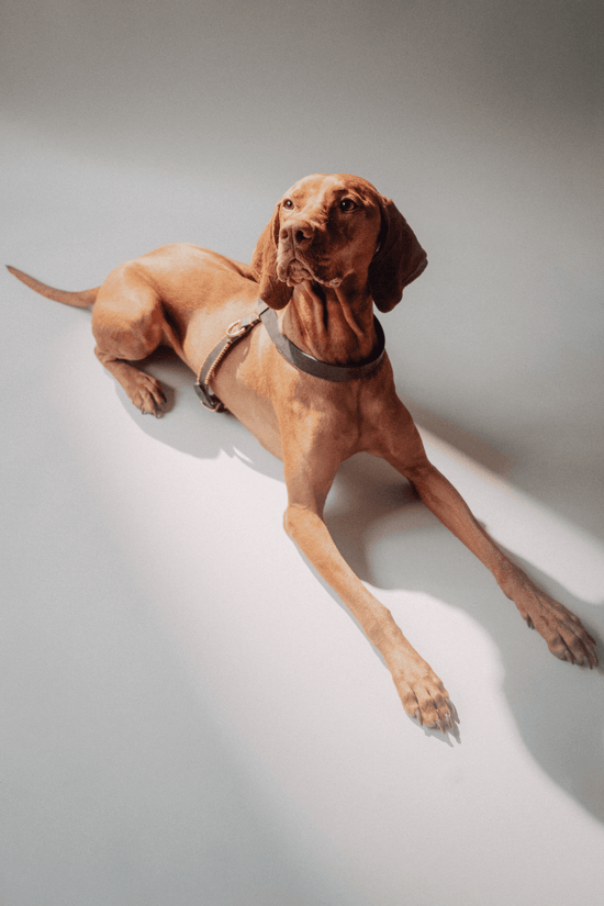 Dog Harness Flynn - Chocolate/Orange - Pintu