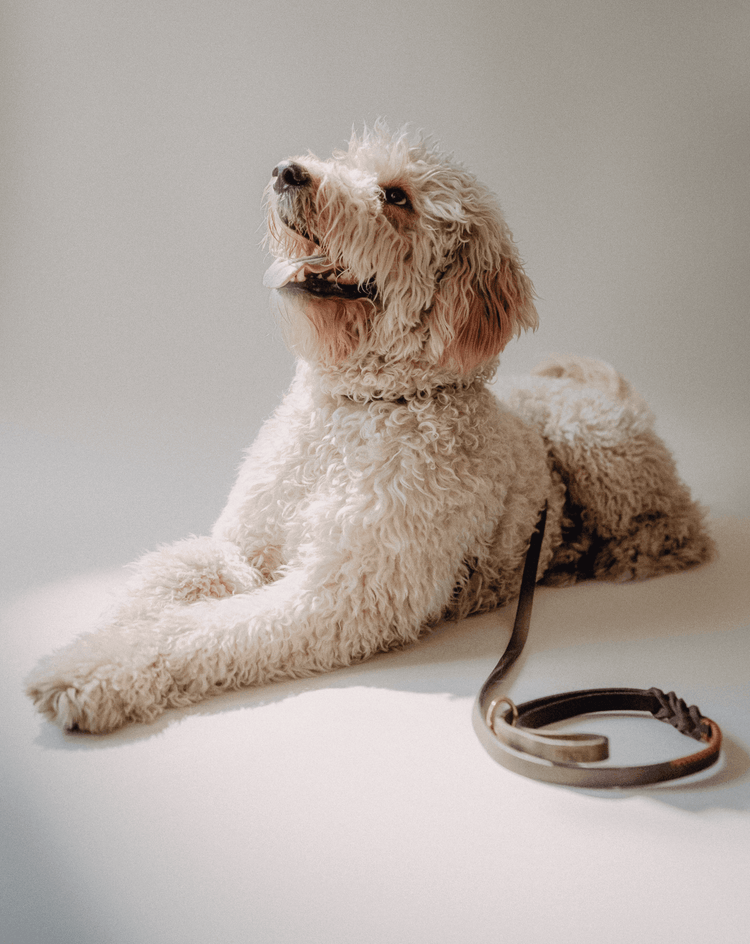 Dog Leash Lumas - Chocolate/Orange - Pintu