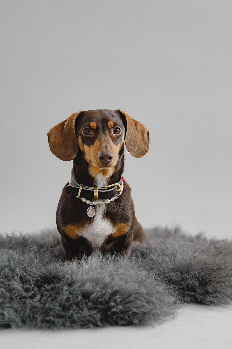 Studio 54 Dog Chain - Pintu