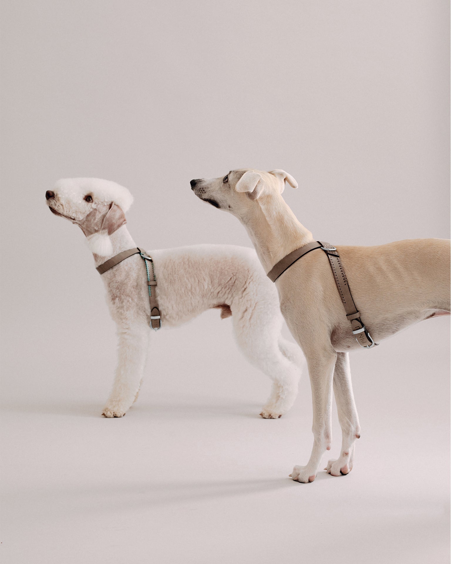 Harnesses