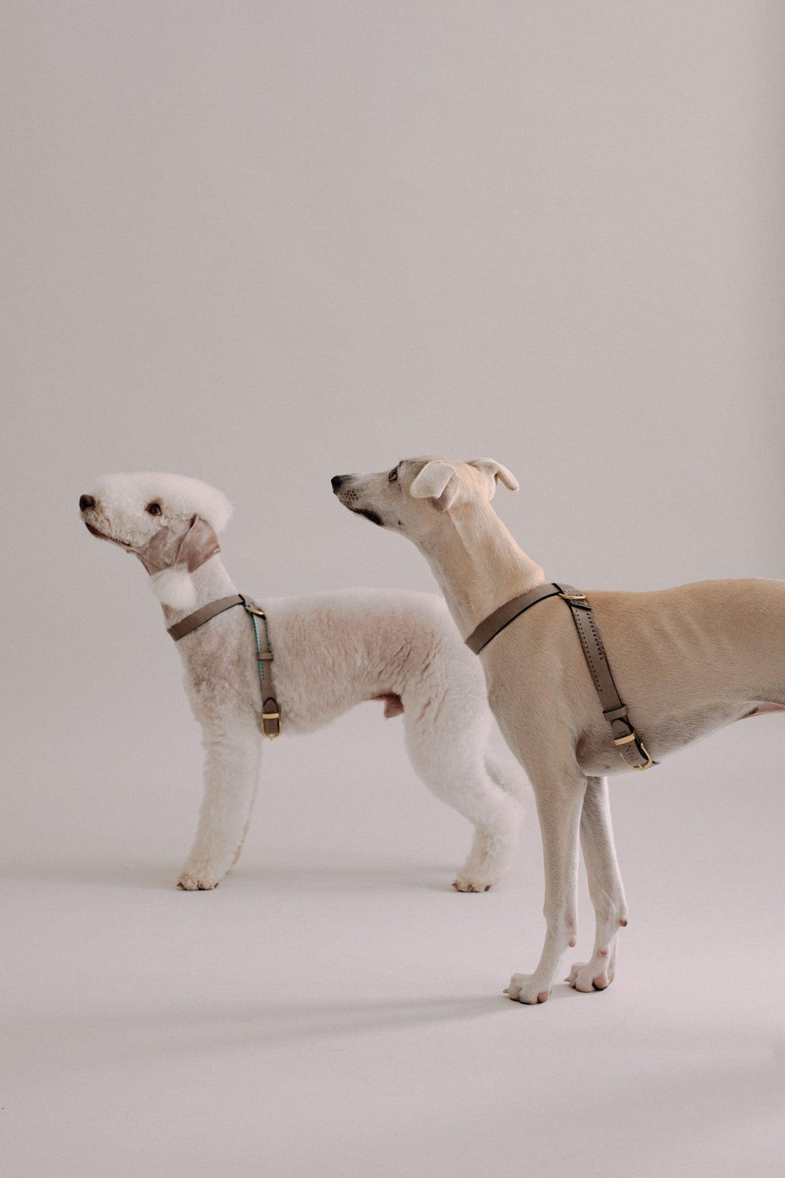 Hundegeschirre