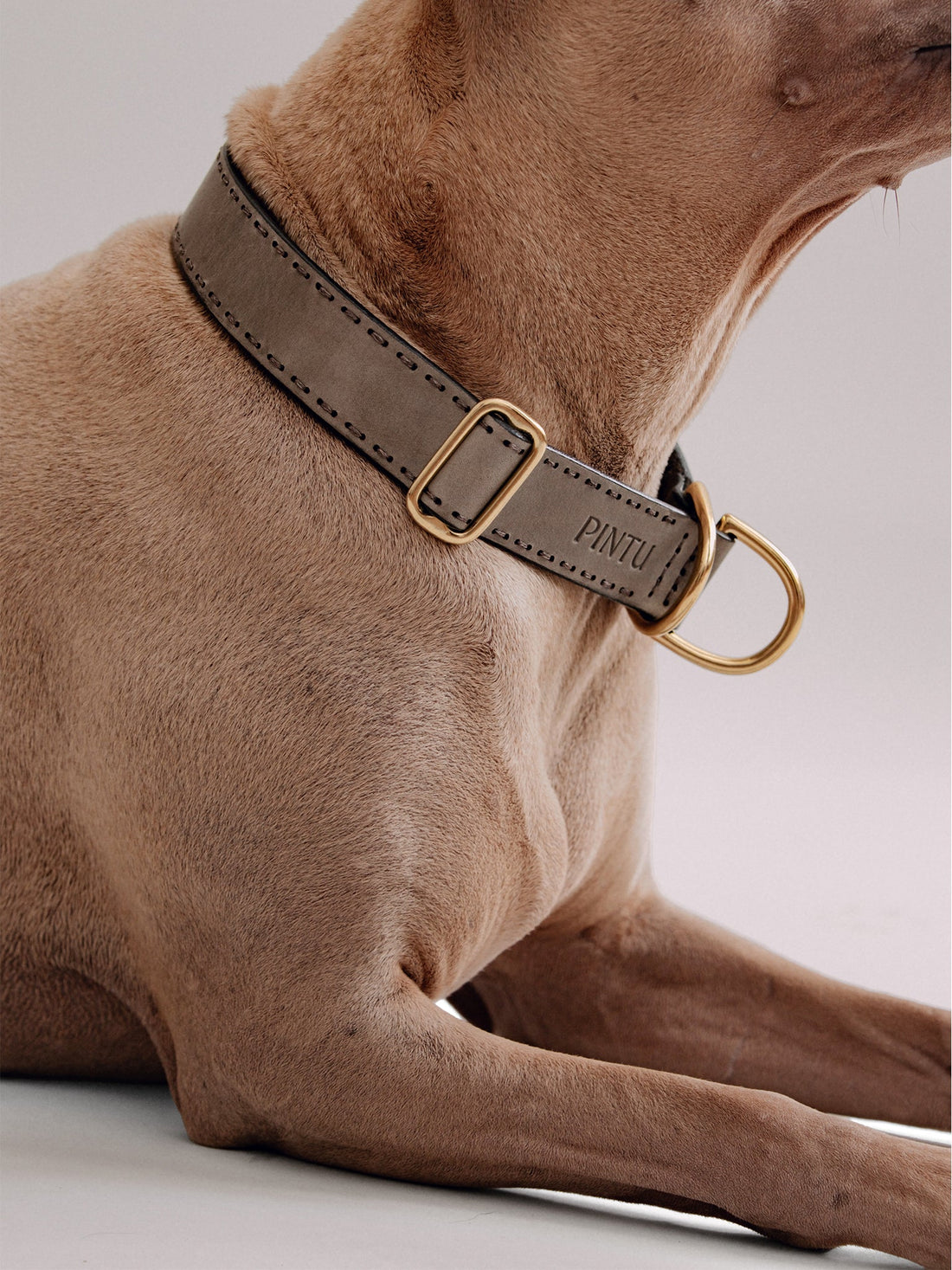 Collars By Breed