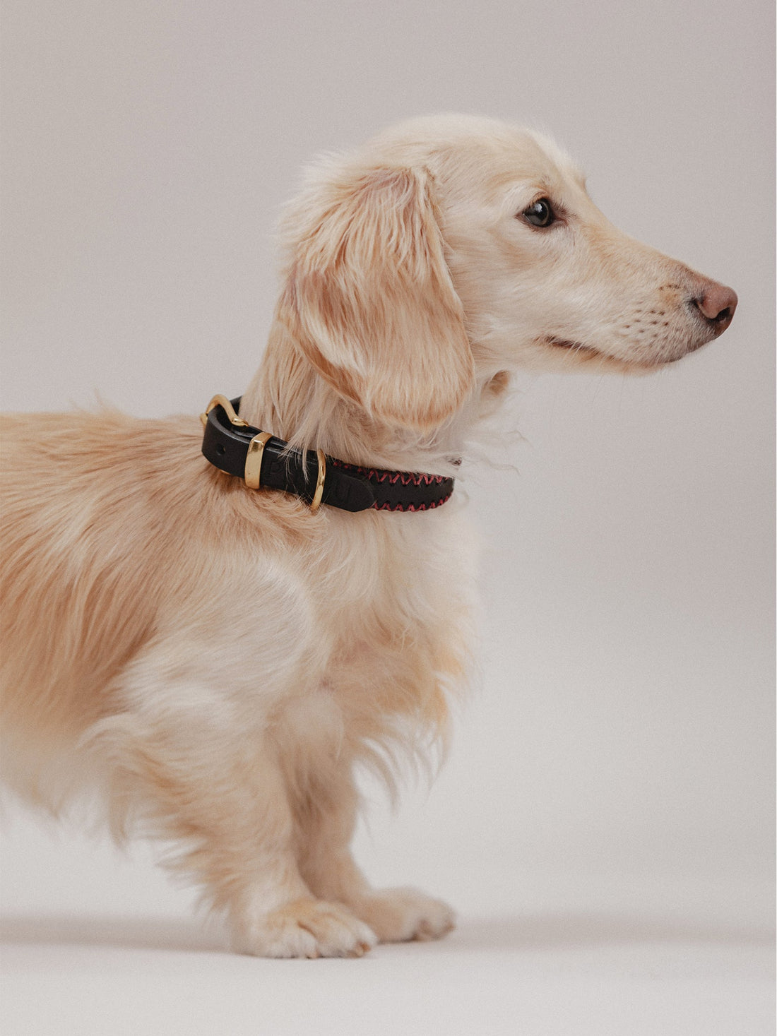 Signature Leather Collars