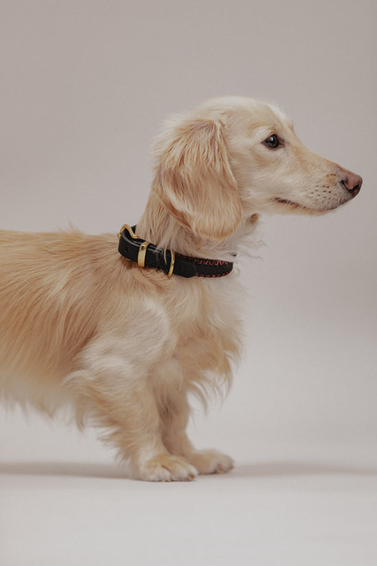 Dog Collar Porthos - Black/Bordeaux - Pintu