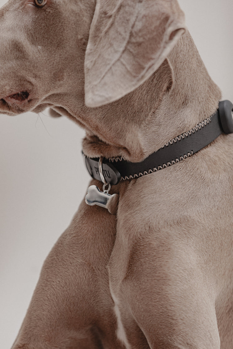 Dog Collar Porthos - Black/Taupe - Pintu
