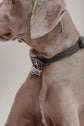 Dog Collar Porthos - Black/Taupe - Pintu