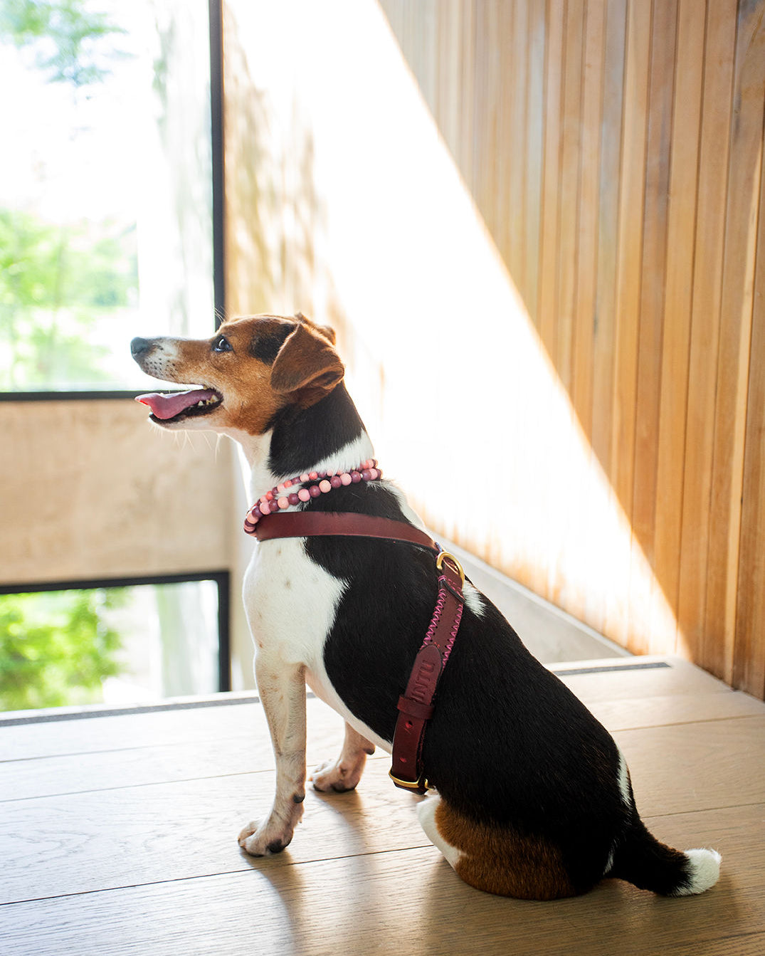 FLYNN_HARNESS_-_CHERRY_PINK_-_LIFESTYLE_1